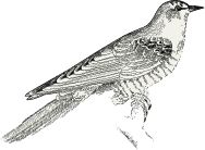 Bird05
